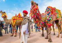 बीकानेर ऊंट महोत्सव || Bikaner Camel Festival बीकानेर ऊंट महोत्सव || Bikaner Camel Festival culture-of-rajasthan.