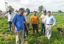 श्रीडूंगरगढ़: खरीफ फसलों में कातरा कीट का प्रकोप, कृषि वैज्ञानिकों ने किया सर्वे