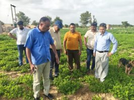 श्रीडूंगरगढ़: खरीफ फसलों में कातरा कीट का प्रकोप, कृषि वैज्ञानिकों ने किया सर्वे